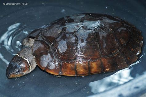 philippine pond turtle|Philippine forest turtles stand a ‘good chance’ after first .